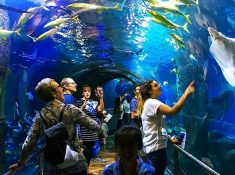 sea life melbourne