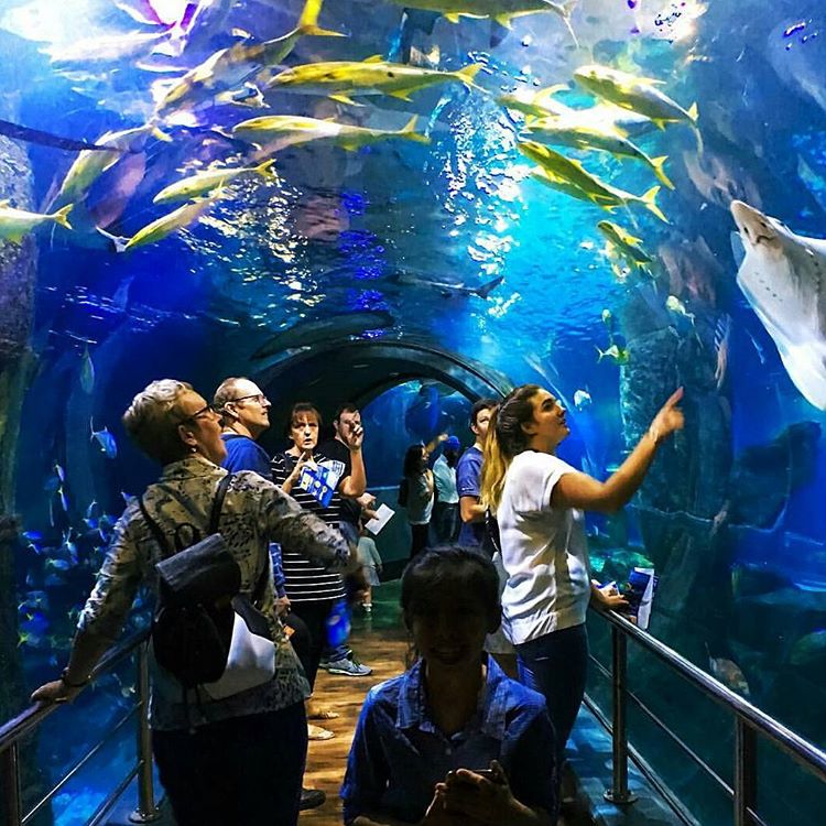 Melbourne aquarium tickets