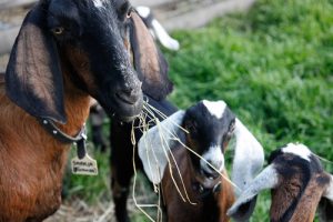 collingwood farm