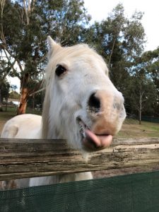 Bundoora animal farm