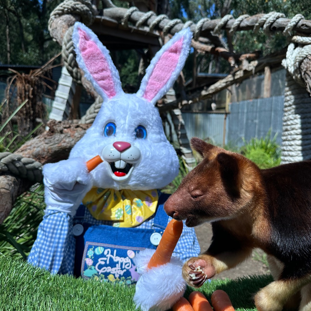 gumbuya world easter hunt