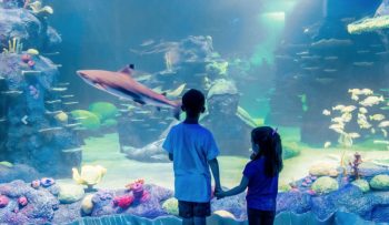 Sea Life Sydney discount