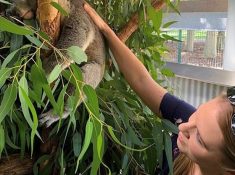 The Maze Koala Experience