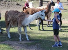 Ottaba llama walks