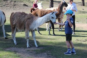 Ottaba llama walks