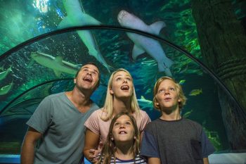 sea life Sunshine Coast discount