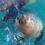 Wildlife Coast Cruises