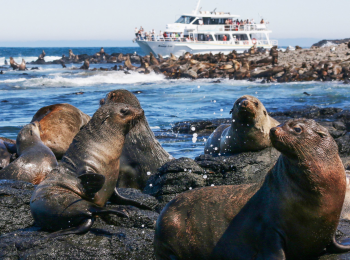 seal tour phillip island