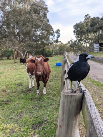 Collingwood children's farm