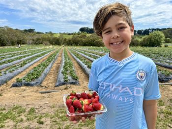 rocky creek strawberry farm