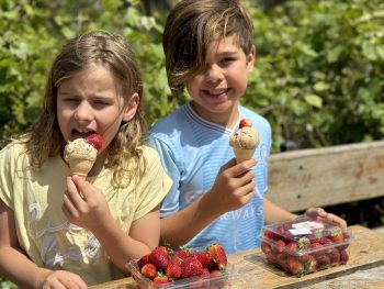 rocky creek strawberry farm