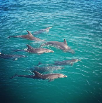 Moonraker Dolphin Swims