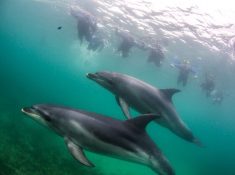 Moonraker Dolphin Swims