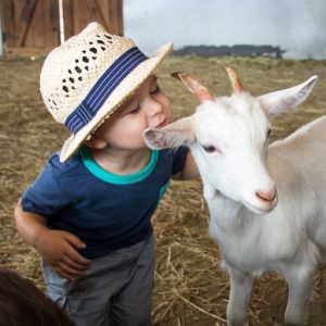 animal farms