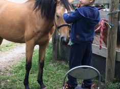 horse discount