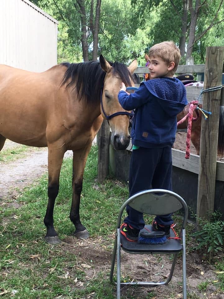 horse discount