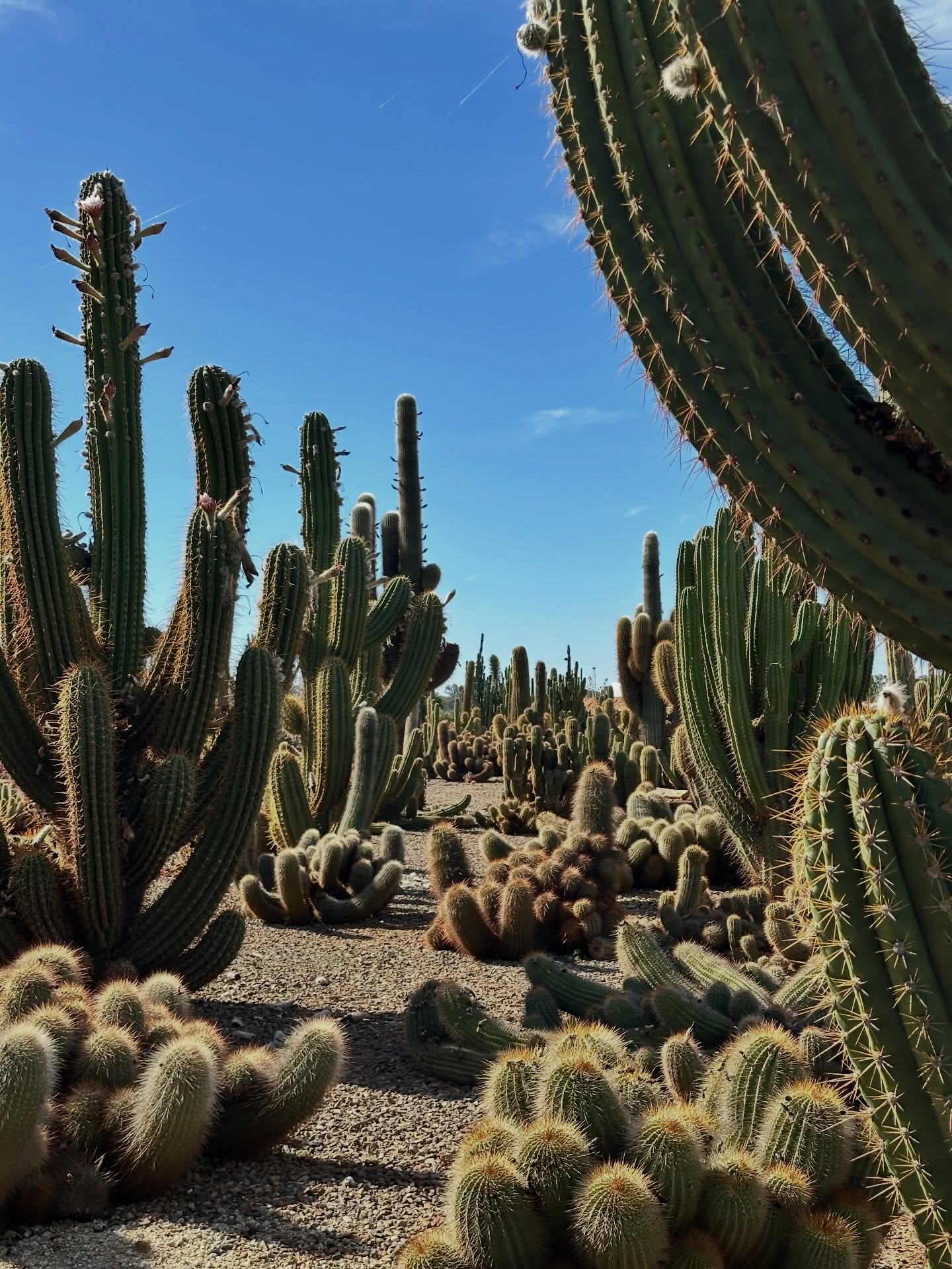 Cactus Country Strathmerton