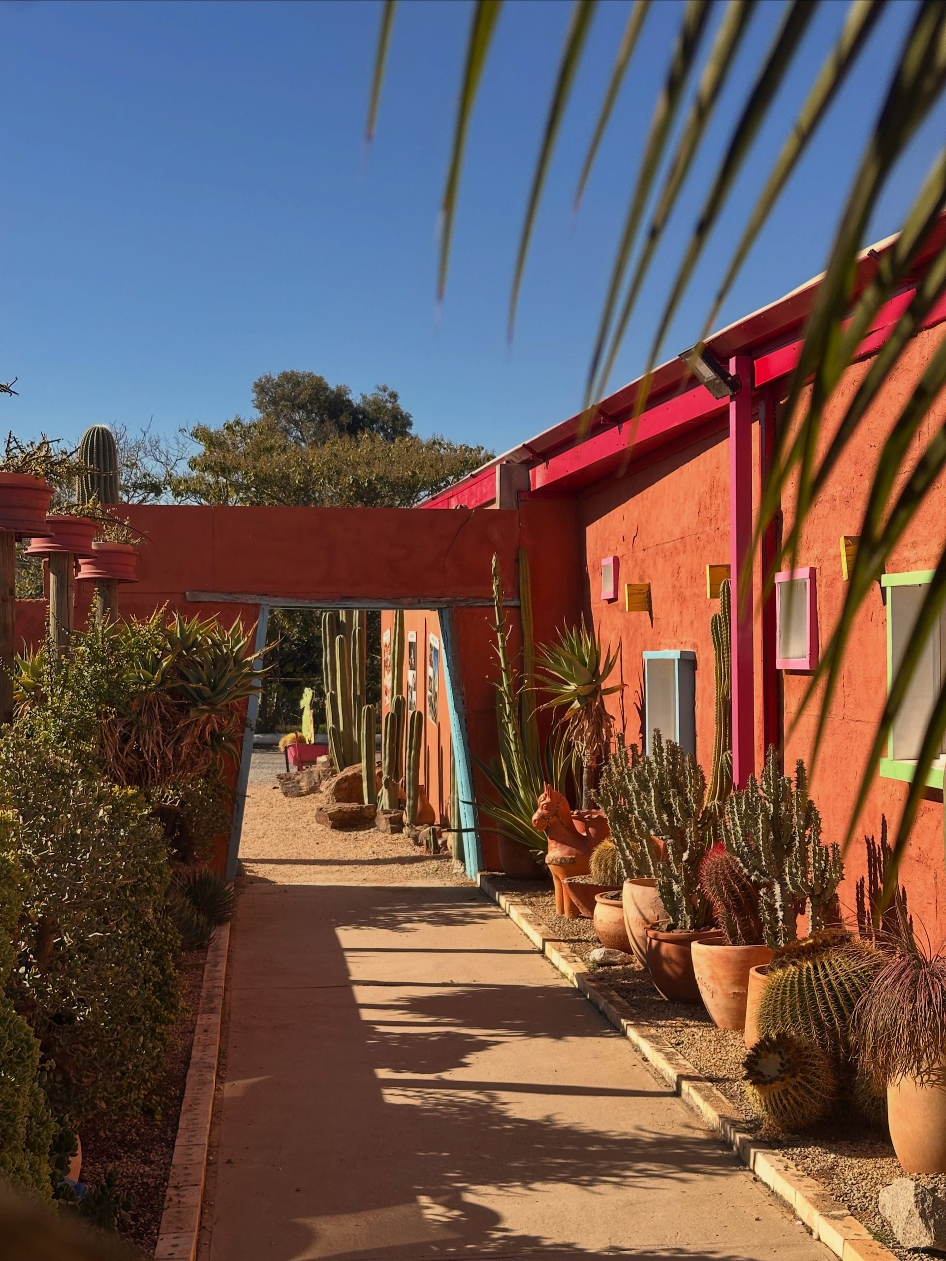 Cactus Country
