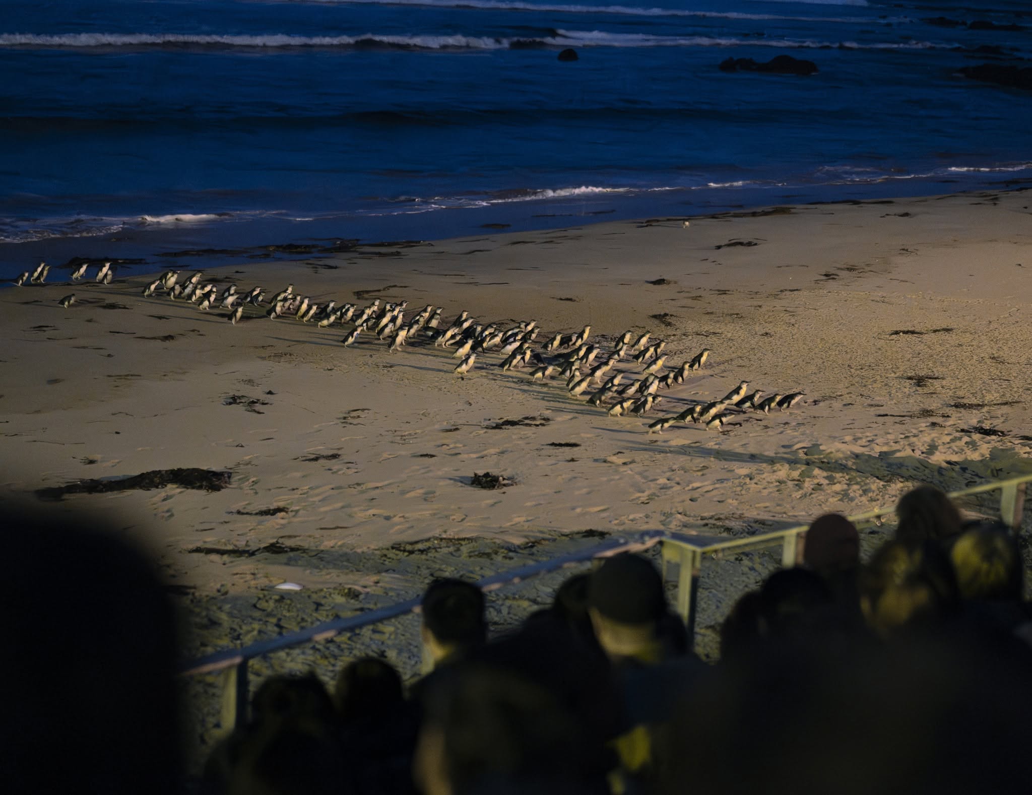 Phillip sland Penguin Parade night