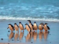 Phillip sland Penguin Parade pengins