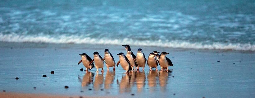 Phillip sland Penguin Parade pengins