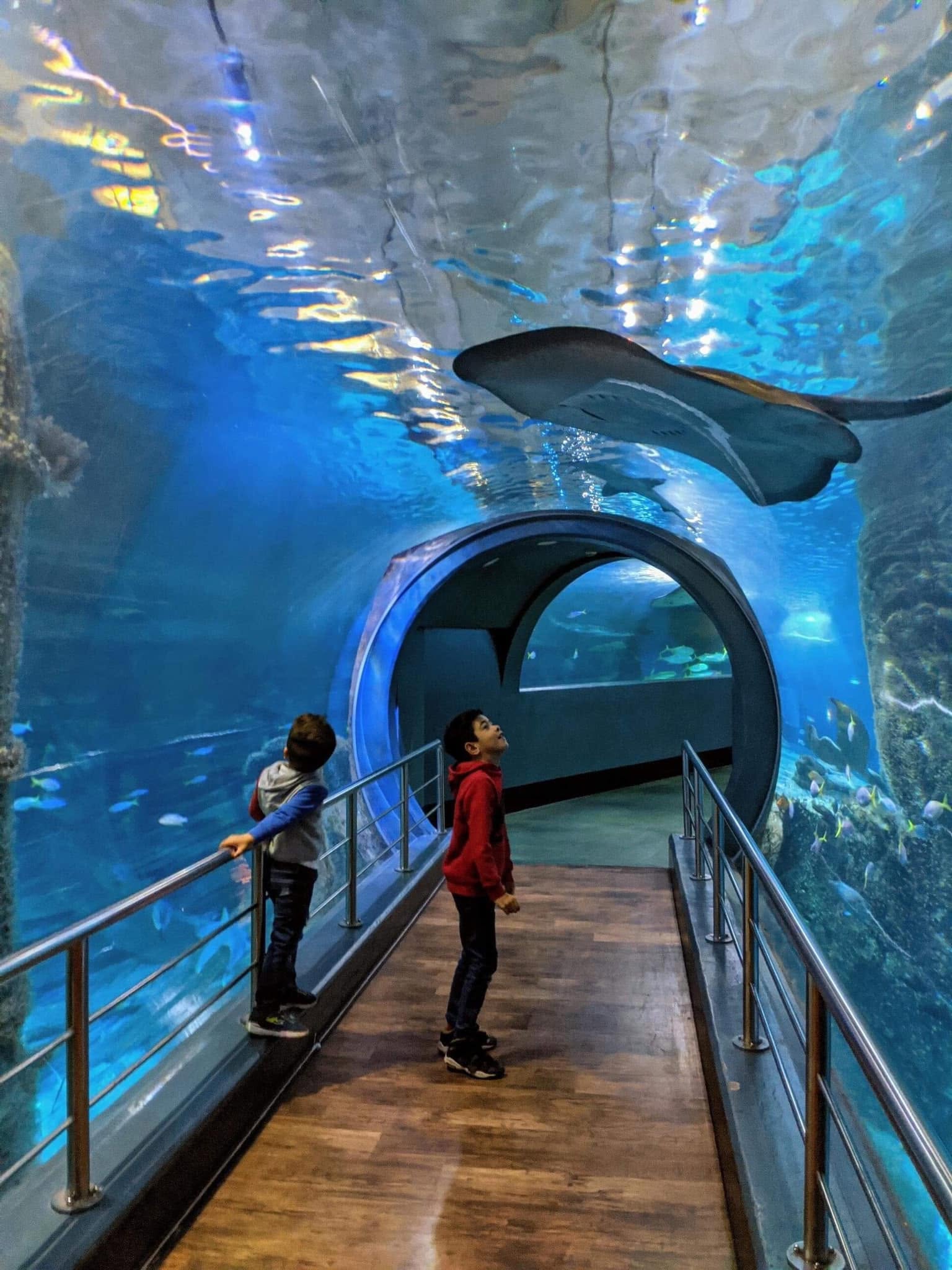 Sealife melbourne shark schoolholidays