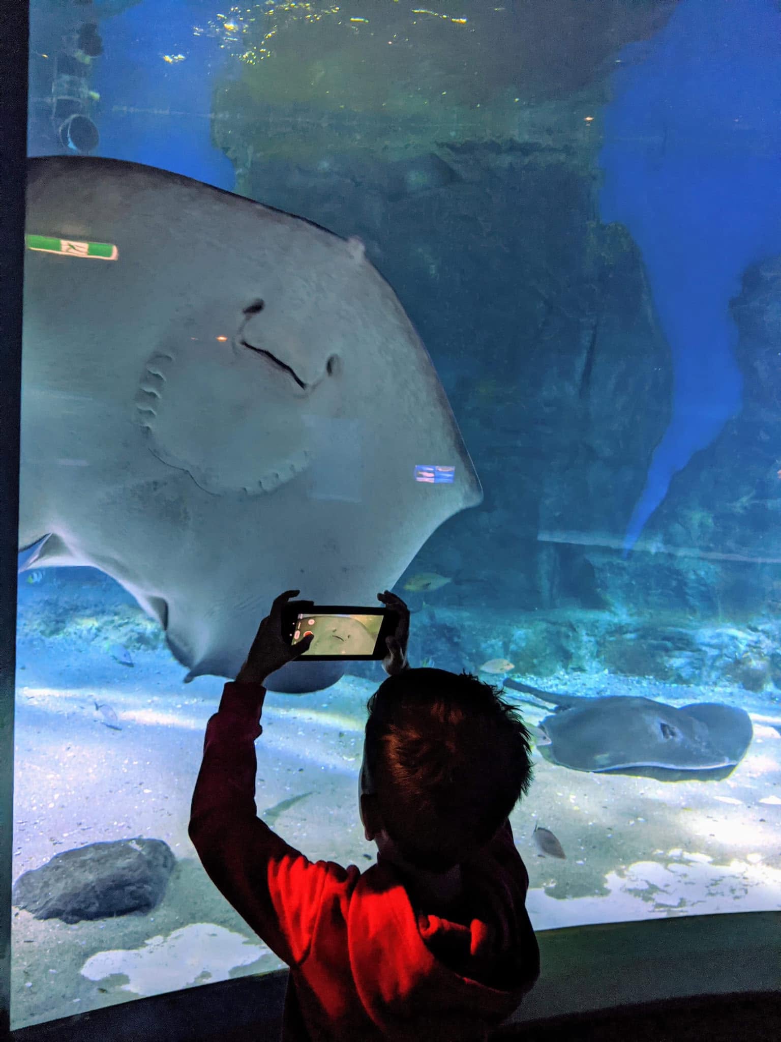 Sealife melbourne stinger