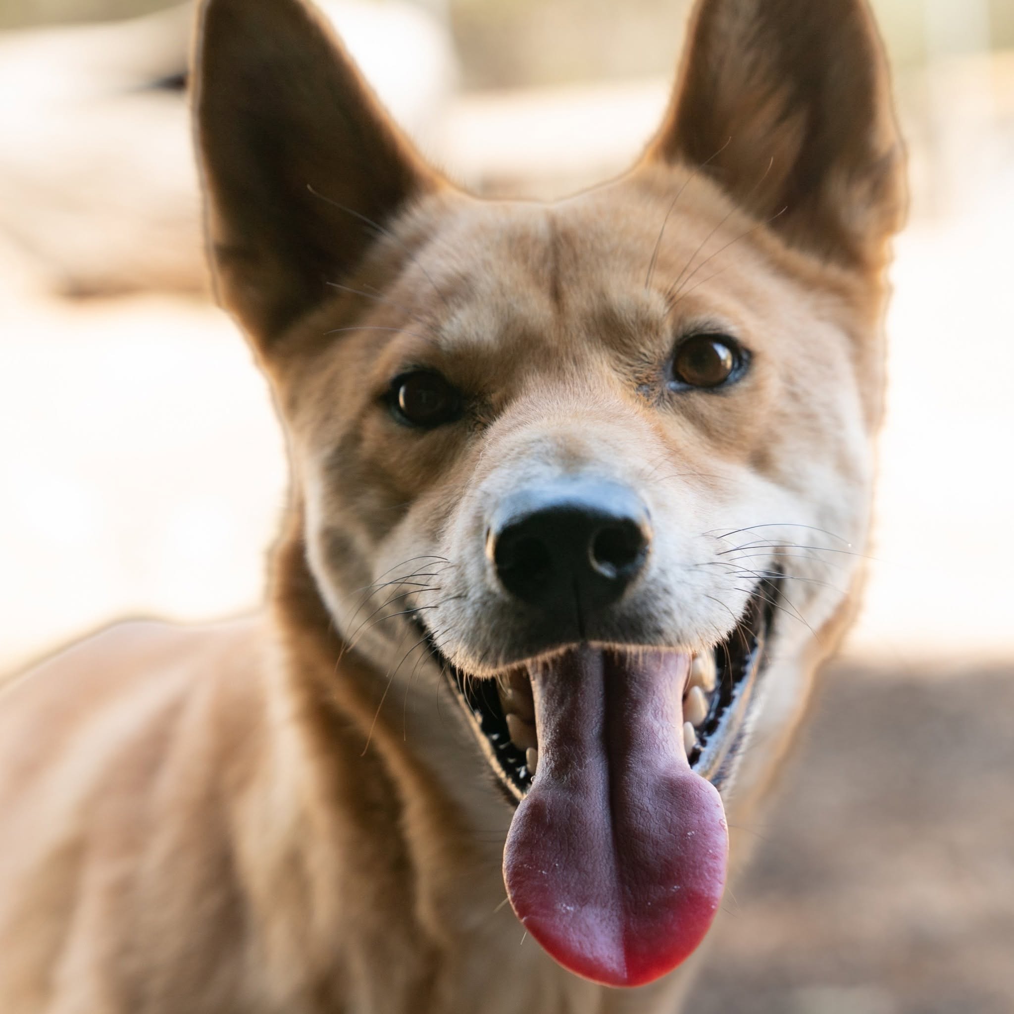 dingo