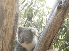 koala