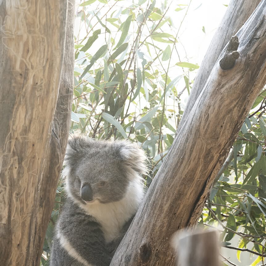 koala