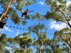 live wire park lorne tree surfing