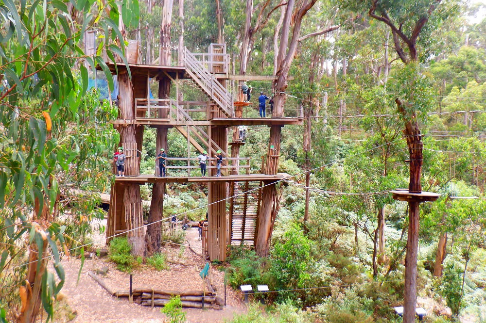 live wire park tree climbing lorne