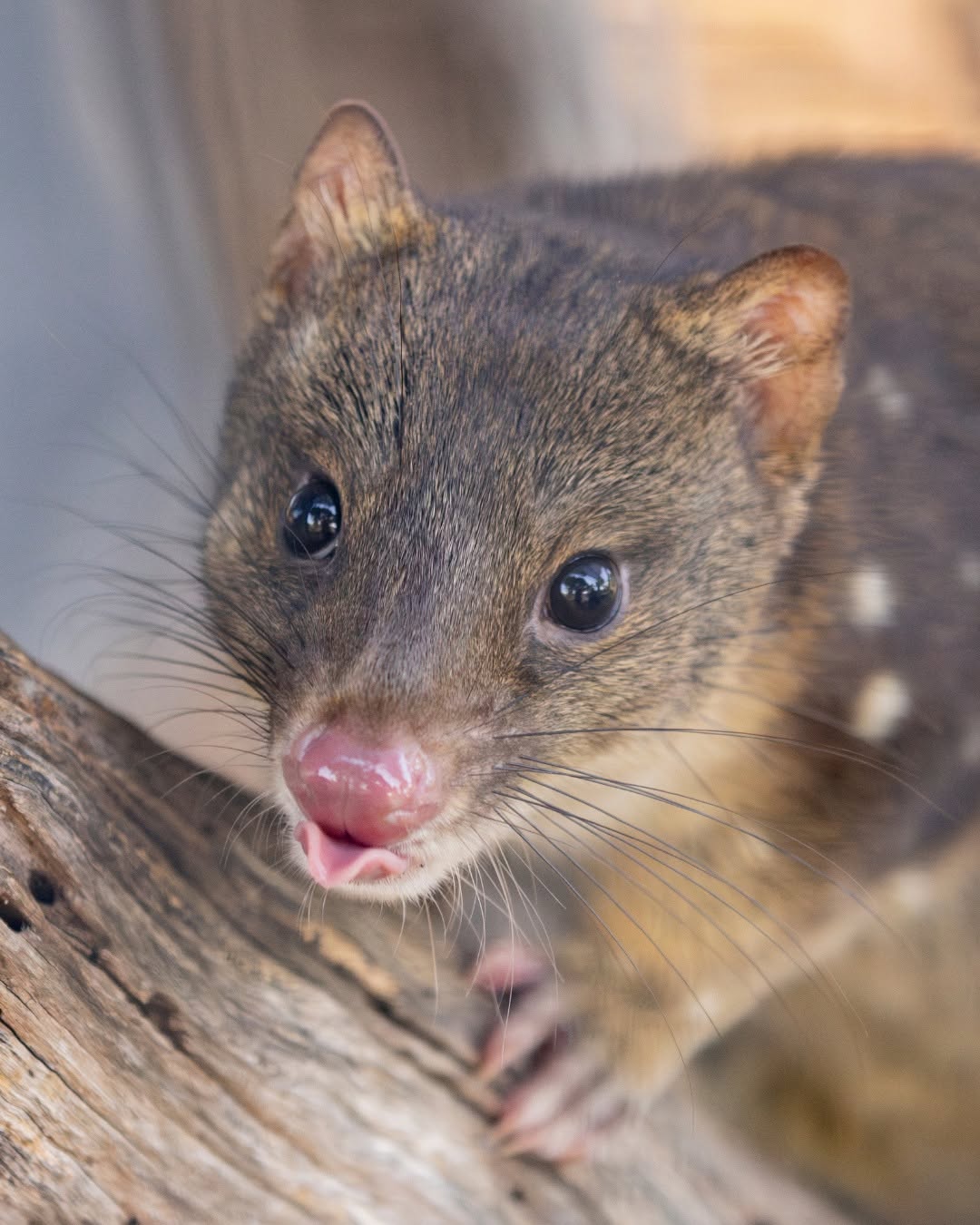 possum