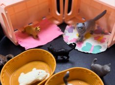 sensory animals